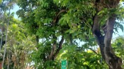 Hijaukan Lingkungan Kerja, PLN Icon Plus Tanam Pohon Rindang yang Menyejukkan dan Bermanfaat di Area Kantor