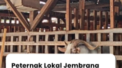 Peternak Lokal Jembrana Kebanjiran Pesanan Kurban, Pengepul Mulai Ditinggalkan