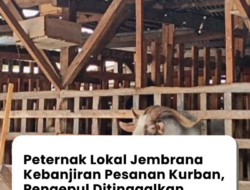 Peternak Lokal Jembrana Kebanjiran Pesanan Kurban, Pengepul Mulai Ditinggalkan